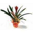 guzmania